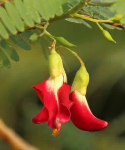 Fast Growing Trees See All Flowering Trees Red Hummingbird Tree (Sesbania Grandiflora) 11 Fast Growing Trees See All Flowering Trees Red Hummingbird Tree (Sesbania Grandiflora)