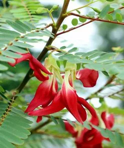 Fast Growing Trees See All Flowering Trees Red Hummingbird Tree (Sesbania Grandiflora)