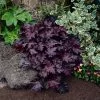 Fast Growing Trees Palace Purple Heuchera 2 Fast Growing Trees Palace Purple Heuchera