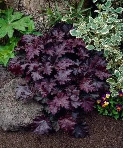 Fast Growing Trees Palace Purple Heuchera