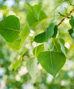 Fast Growing Trees Poplar Trees Superior Hybrid Poplar Tree 9 Fast Growing Trees Poplar Trees Superior Hybrid Poplar Tree