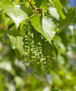 Fast Growing Trees Poplar Trees Superior Hybrid Poplar Tree 10 Fast Growing Trees Poplar Trees Superior Hybrid Poplar Tree