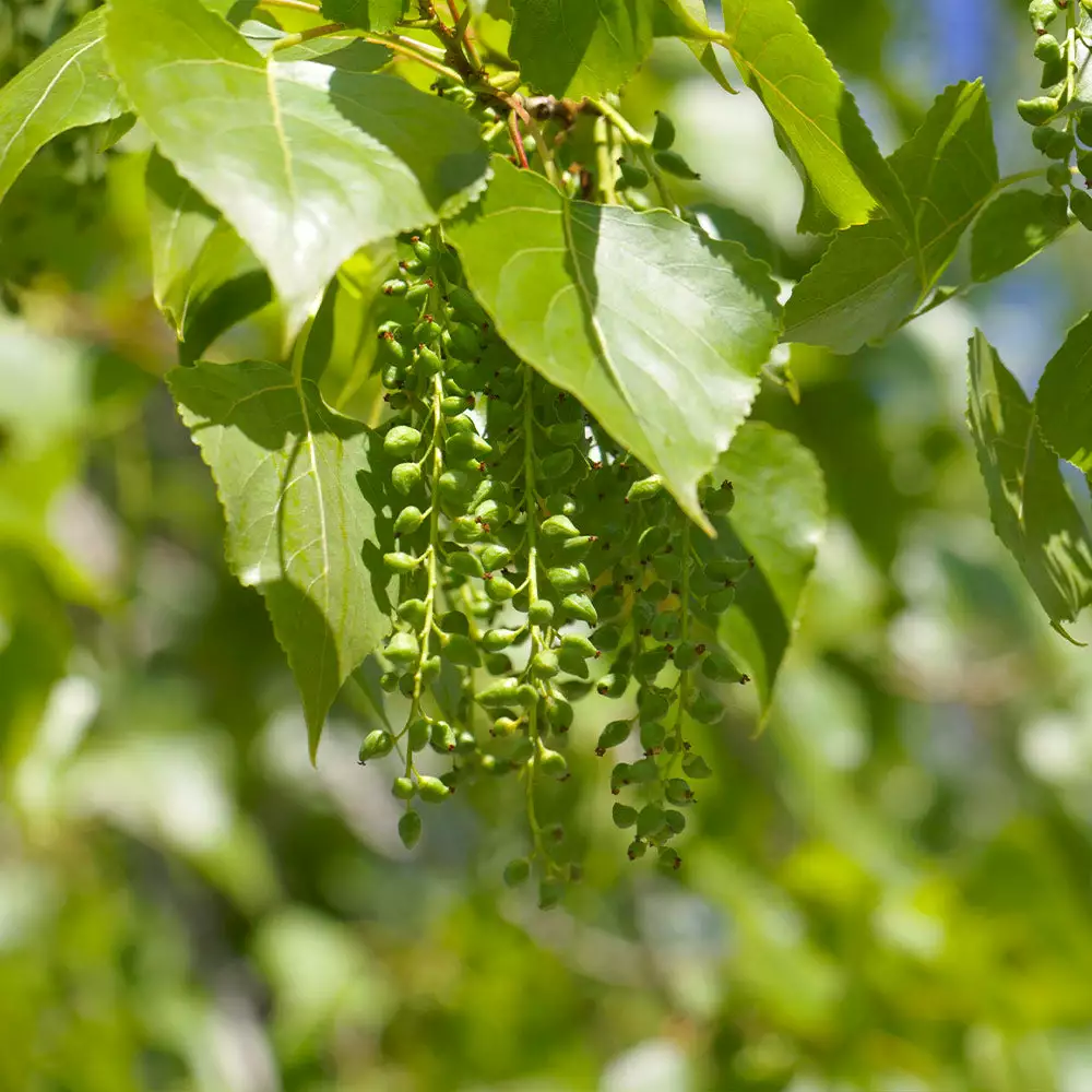 Fast Growing Trees Poplar Trees Superior Hybrid Poplar Tree 6 Fast Growing Trees Poplar Trees Superior Hybrid Poplar Tree