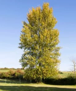 Fast Growing Trees Poplar Trees Superior Hybrid Poplar Tree 11 Fast Growing Trees Poplar Trees Superior Hybrid Poplar Tree