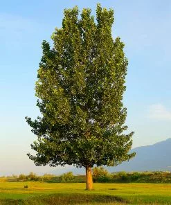 Fast Growing Trees Poplar Trees Superior Hybrid Poplar Tree
