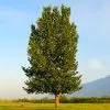 Fast Growing Trees Poplar Trees Superior Hybrid Poplar Tree 1 Fast Growing Trees Poplar Trees Superior Hybrid Poplar Tree