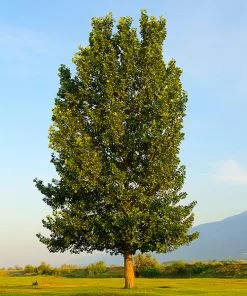 Fast Growing Trees Poplar Trees Superior Hybrid Poplar Tree