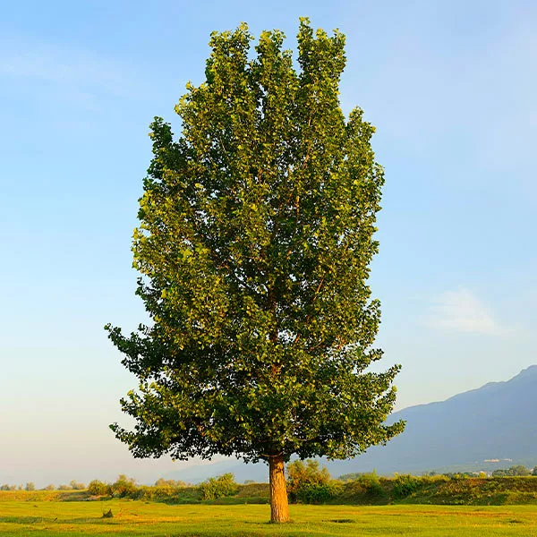 Fast Growing Trees Poplar Trees Superior Hybrid Poplar Tree 3 Fast Growing Trees Poplar Trees Superior Hybrid Poplar Tree