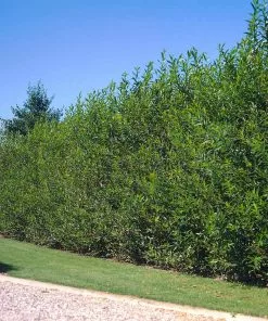 Fast Growing Trees Willow Hybrid Tree