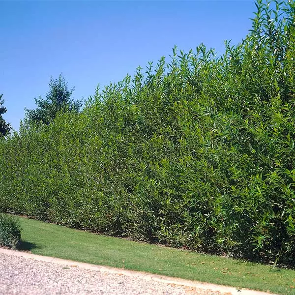 Fast Growing Trees Willow Hybrid Tree 4 Fast Growing Trees Willow Hybrid Tree