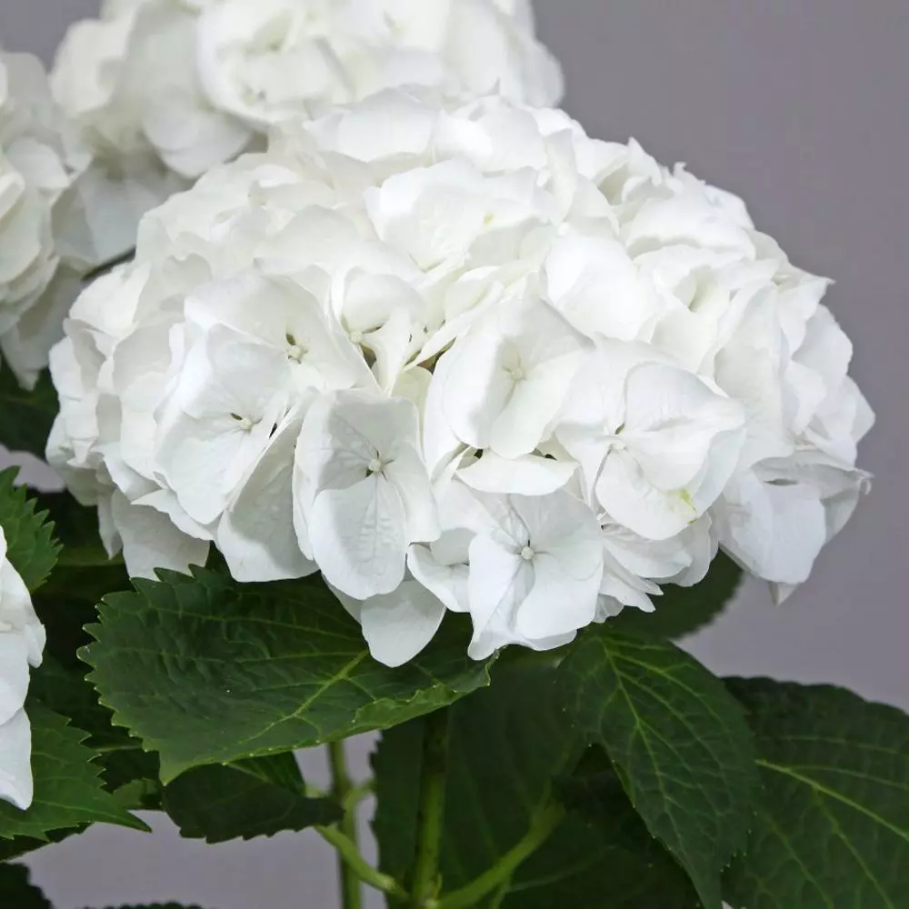 Fast Growing Trees Everlasting® Bride White Hydrangea Shrub 4 Fast Growing Trees Everlasting® Bride White Hydrangea Shrub