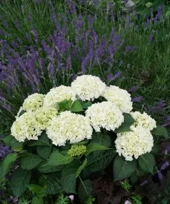 Fast Growing Trees Everlasting® Bride White Hydrangea Shrub 11 Fast Growing Trees Everlasting® Bride White Hydrangea Shrub
