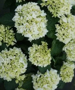 Fast Growing Trees Everlasting® Bride White Hydrangea Shrub 9 Fast Growing Trees Everlasting® Bride White Hydrangea Shrub