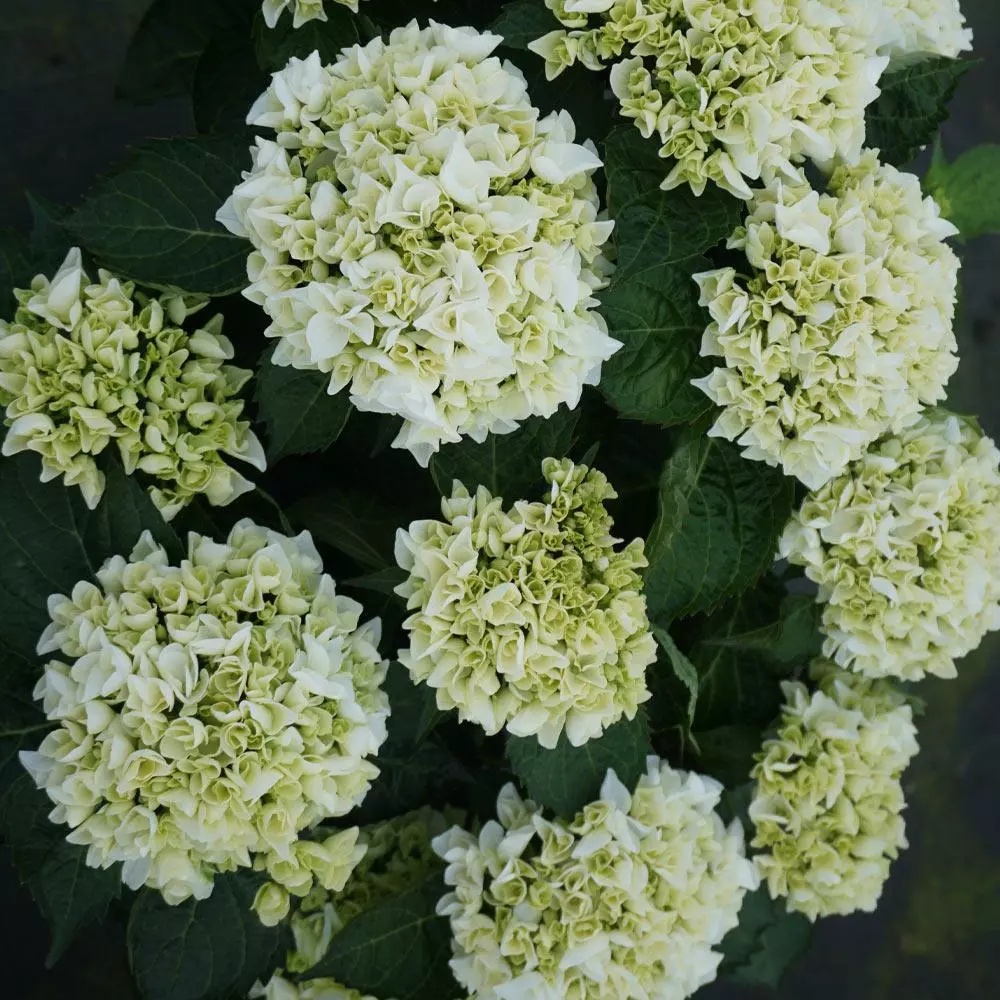 Fast Growing Trees Everlasting® Bride White Hydrangea Shrub 5 Fast Growing Trees Everlasting® Bride White Hydrangea Shrub