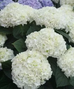 Fast Growing Trees Everlasting® Bride White Hydrangea Shrub 10 Fast Growing Trees Everlasting® Bride White Hydrangea Shrub