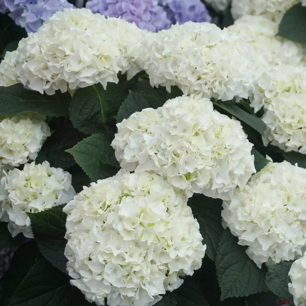 Fast Growing Trees Everlasting® Bride White Hydrangea Shrub 6 Fast Growing Trees Everlasting® Bride White Hydrangea Shrub