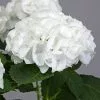 Fast Growing Trees Everlasting® Bride White Hydrangea Shrub 2 Fast Growing Trees Everlasting® Bride White Hydrangea Shrub