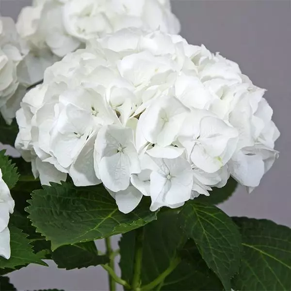 Fast Growing Trees Everlasting® Bride White Hydrangea Shrub 3 Fast Growing Trees Everlasting® Bride White Hydrangea Shrub