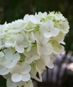 Fast Growing Trees Fire Light® Hydrangea Tree White Flowers 10 Fast Growing Trees Fire Light® Hydrangea Tree White Flowers