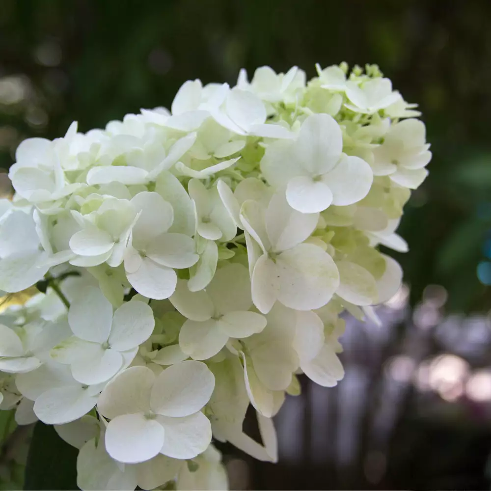 Fast Growing Trees Fire Light® Hydrangea Tree White Flowers 5 Fast Growing Trees Fire Light® Hydrangea Tree White Flowers