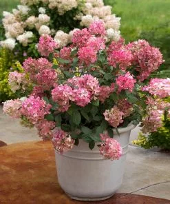 Fast Growing Trees Fire Light® Hydrangea Shrub 8 Fast Growing Trees Fire Light® Hydrangea Shrub