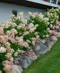 Fast Growing Trees Fire Light® Hydrangea Shrub
