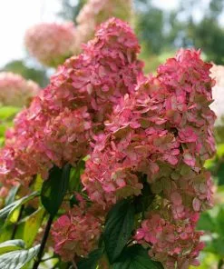 Fast Growing Trees Fire Light® Hydrangea Shrub