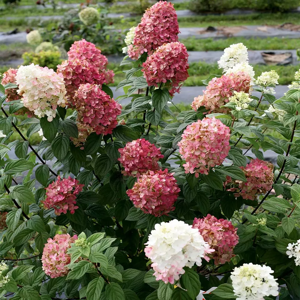 Fast Growing Trees Fire Light® Hydrangea Tree White Flowers 7 Fast Growing Trees Fire Light® Hydrangea Tree White Flowers