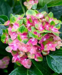 Fast Growing Trees Pistachio Hydrangea Shrub Hydrangea Shrubs 8 Fast Growing Trees Pistachio Hydrangea Shrub Hydrangea Shrubs