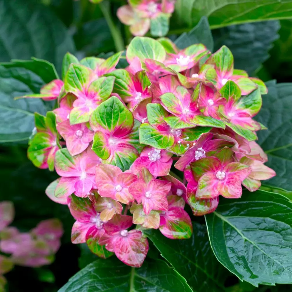 Fast Growing Trees Pistachio Hydrangea Shrub Hydrangea Shrubs 5 Fast Growing Trees Pistachio Hydrangea Shrub Hydrangea Shrubs
