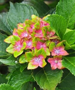 Fast Growing Trees Pistachio Hydrangea Shrub Hydrangea Shrubs 9 Fast Growing Trees Pistachio Hydrangea Shrub Hydrangea Shrubs