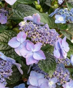 Fast Growing Trees Endless Summer® Pop Star™ Hydrangea 11 Fast Growing Trees Endless Summer® Pop Star™ Hydrangea