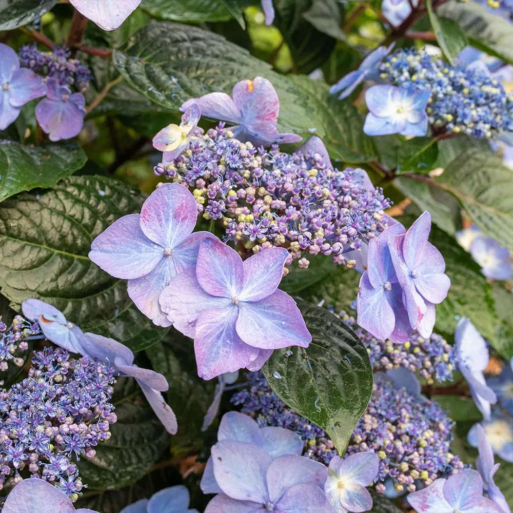 Fast Growing Trees Endless Summer® Pop Star™ Hydrangea 7 Fast Growing Trees Endless Summer® Pop Star™ Hydrangea