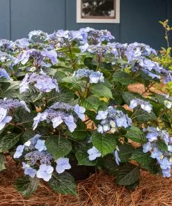 Fast Growing Trees Endless Summer® Pop Star™ Hydrangea 9 Fast Growing Trees Endless Summer® Pop Star™ Hydrangea