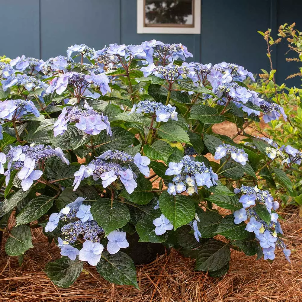 Fast Growing Trees Endless Summer® Pop Star™ Hydrangea 5 Fast Growing Trees Endless Summer® Pop Star™ Hydrangea