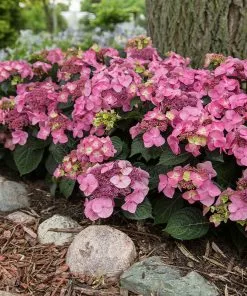 Fast Growing Trees Endless Summer® Pop Star™ Hydrangea
