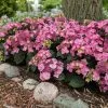 Fast Growing Trees Endless Summer® Pop Star™ Hydrangea 2 Fast Growing Trees Endless Summer® Pop Star™ Hydrangea