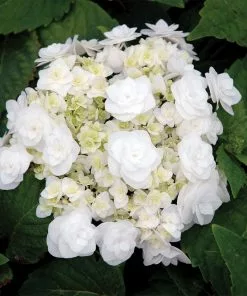 Fast Growing Trees Wedding Gown Hydrangea Shrub Hydrangea Shrubs 7 Fast Growing Trees Wedding Gown Hydrangea Shrub Hydrangea Shrubs