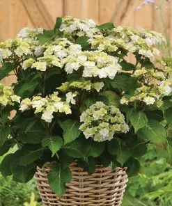 Fast Growing Trees Wedding Gown Hydrangea Shrub Hydrangea Shrubs