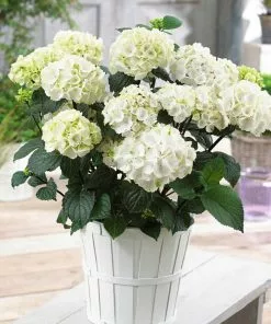 Fast Growing Trees Onyx™ Zebra Hydrangea Hydrangea Shrubs