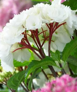 Fast Growing Trees Onyx™ Zebra Hydrangea Hydrangea Shrubs