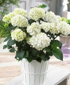 Fast Growing Trees Onyx™ Zebra Hydrangea Hydrangea Shrubs