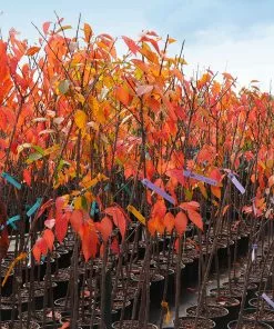Fast Growing Trees Cherry Blossom Trees Kwanzan Cherry Tree 14 Fast Growing Trees Cherry Blossom Trees Kwanzan Cherry Tree