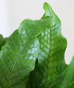 Fast Growing Trees Crocodile Fern 9 Fast Growing Trees Crocodile Fern