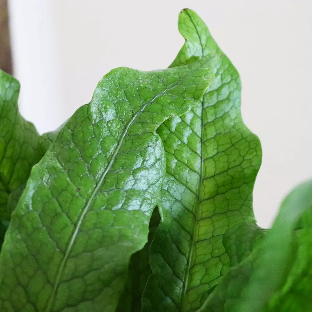Fast Growing Trees Crocodile Fern 5 Fast Growing Trees Crocodile Fern