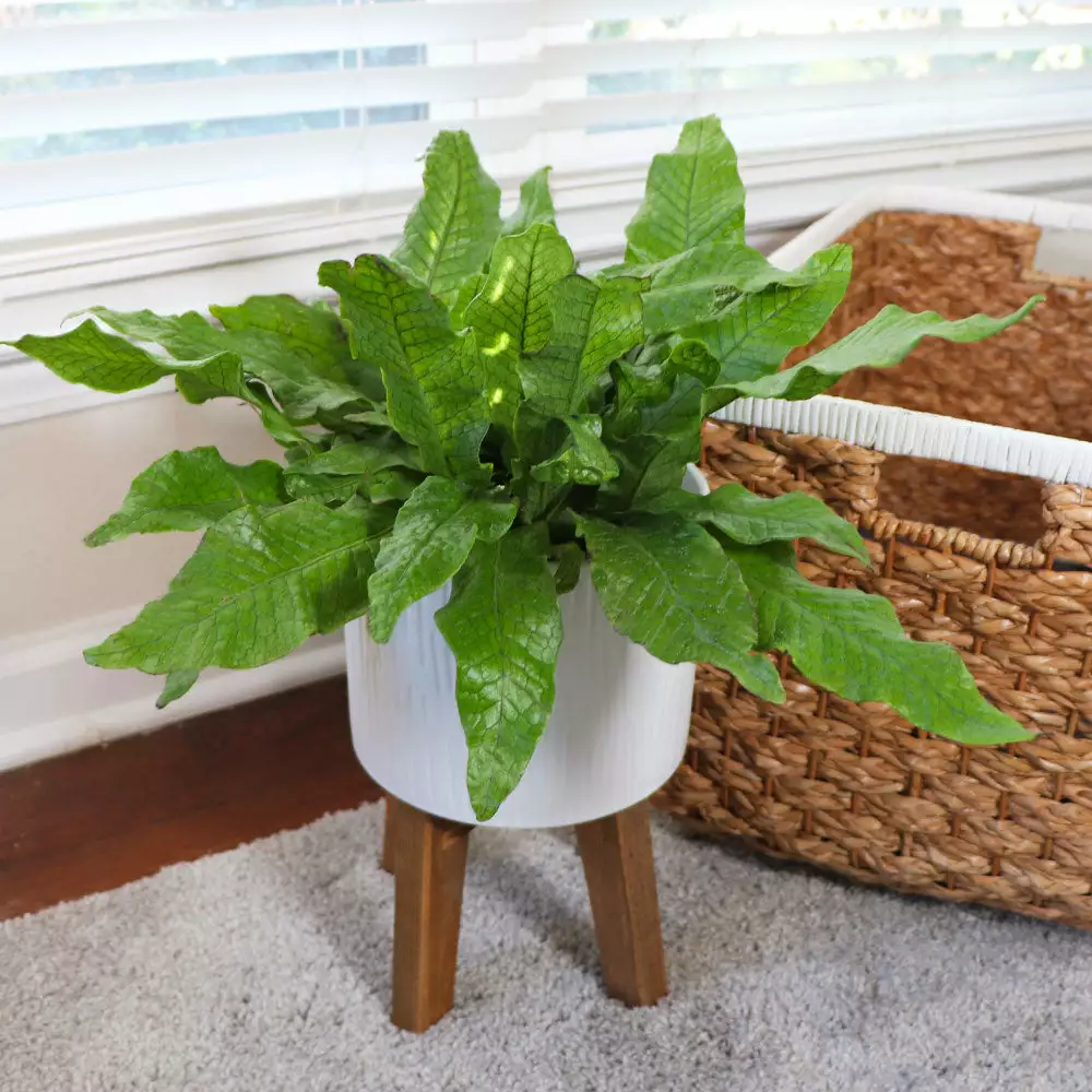 Fast Growing Trees Crocodile Fern 4 Fast Growing Trees Crocodile Fern