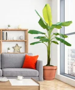 Fast Growing Trees Banana Trees Ice Cream Banana Tree 9 Fast Growing Trees Banana Trees Ice Cream Banana Tree