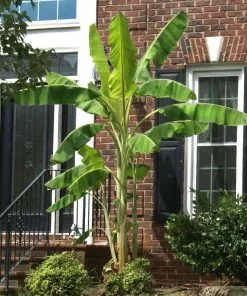 Fast Growing Trees Banana Trees Ice Cream Banana Tree 10 Fast Growing Trees Banana Trees Ice Cream Banana Tree