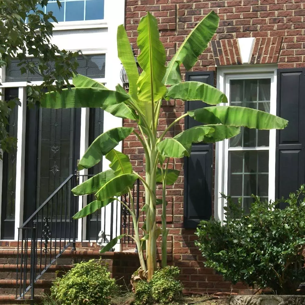 Fast Growing Trees Banana Trees Ice Cream Banana Tree 6 Fast Growing Trees Banana Trees Ice Cream Banana Tree