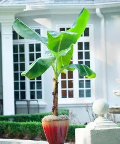 Fast Growing Trees Banana Trees Ice Cream Banana Tree 11 Fast Growing Trees Banana Trees Ice Cream Banana Tree